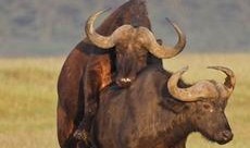 牛交配视频,揭秘动物繁殖的自然奥秘